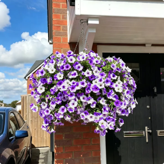 🔥Last Day 60% OFF🔥UV Resistant Artificial Petunias Flowers