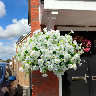 🔥Last Day 60% OFF🔥UV Resistant Artificial Petunias Flowers